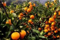 如何做富硒有机蔬菜(富硒蔬菜的好处)-硒宝网