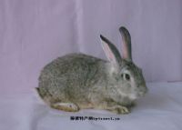 如何做富硒有机蔬菜(富硒蔬菜的好处)-硒宝网