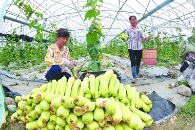 于都潭头村富硒蔬菜（于都富硒蔬菜产业园）-硒宝网