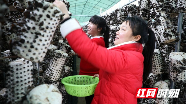 东升富硒蔬菜产业园(东升蔬菜基地)-硒宝网