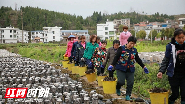 东升富硒蔬菜产业园(东升蔬菜基地)-硒宝网