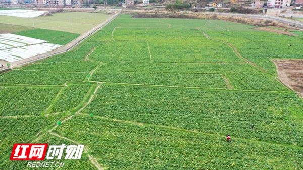 东升富硒蔬菜产业园(东升蔬菜基地)-硒宝网