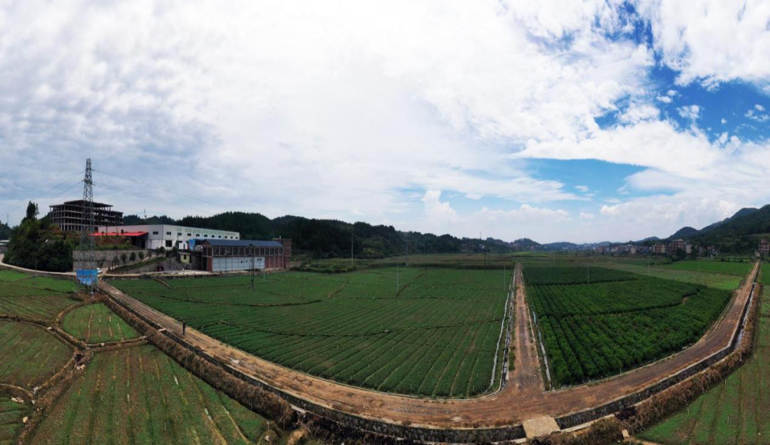 富硒纯天然绿色蔬菜（绿色富硒农产品）-硒宝网