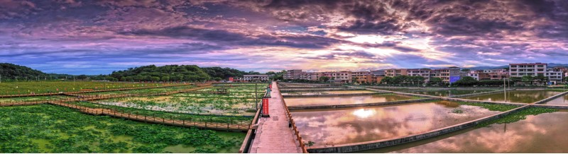 富硒纯天然绿色蔬菜（绿色富硒农产品）-硒宝网