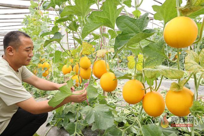 潭头村富硒蔬菜大棚（万亩富硒蔬菜基地）-硒宝网