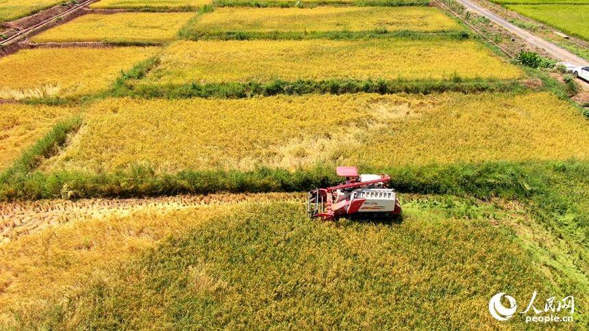 潭头村富硒蔬菜大棚（万亩富硒蔬菜基地）-硒宝网