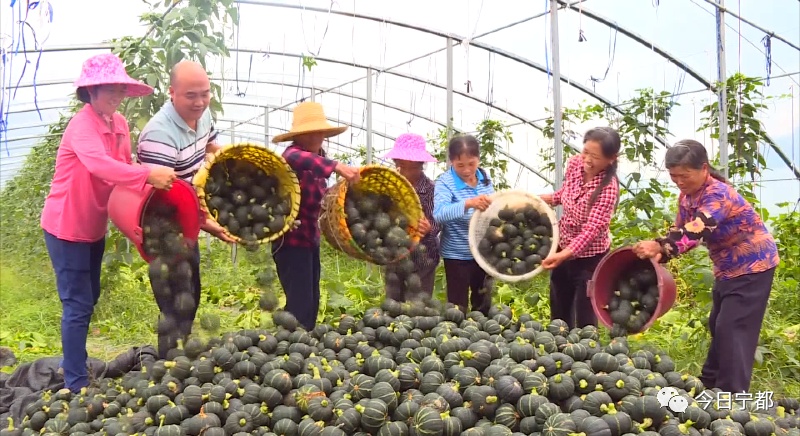 分宜富硒蔬菜示范园（万亩富硒蔬菜基地）-硒宝网
