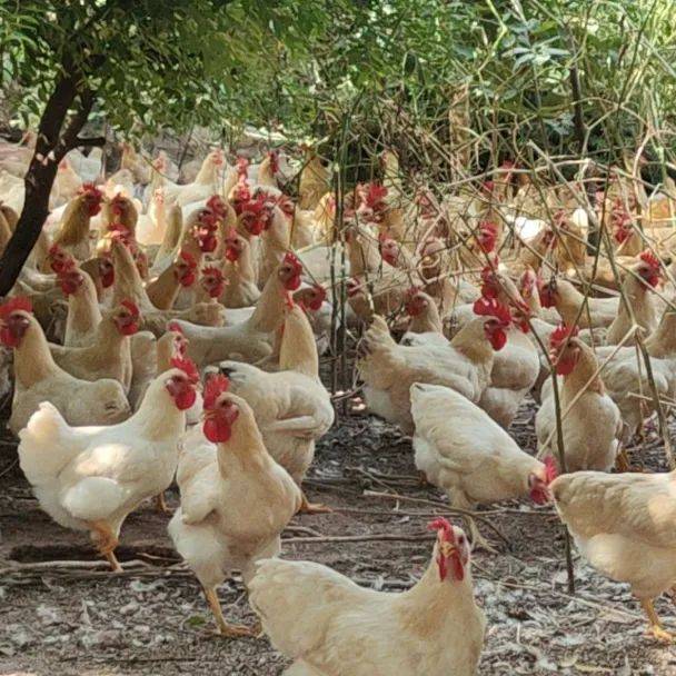 分宜富硒蔬菜示范园（万亩富硒蔬菜基地）-硒宝网