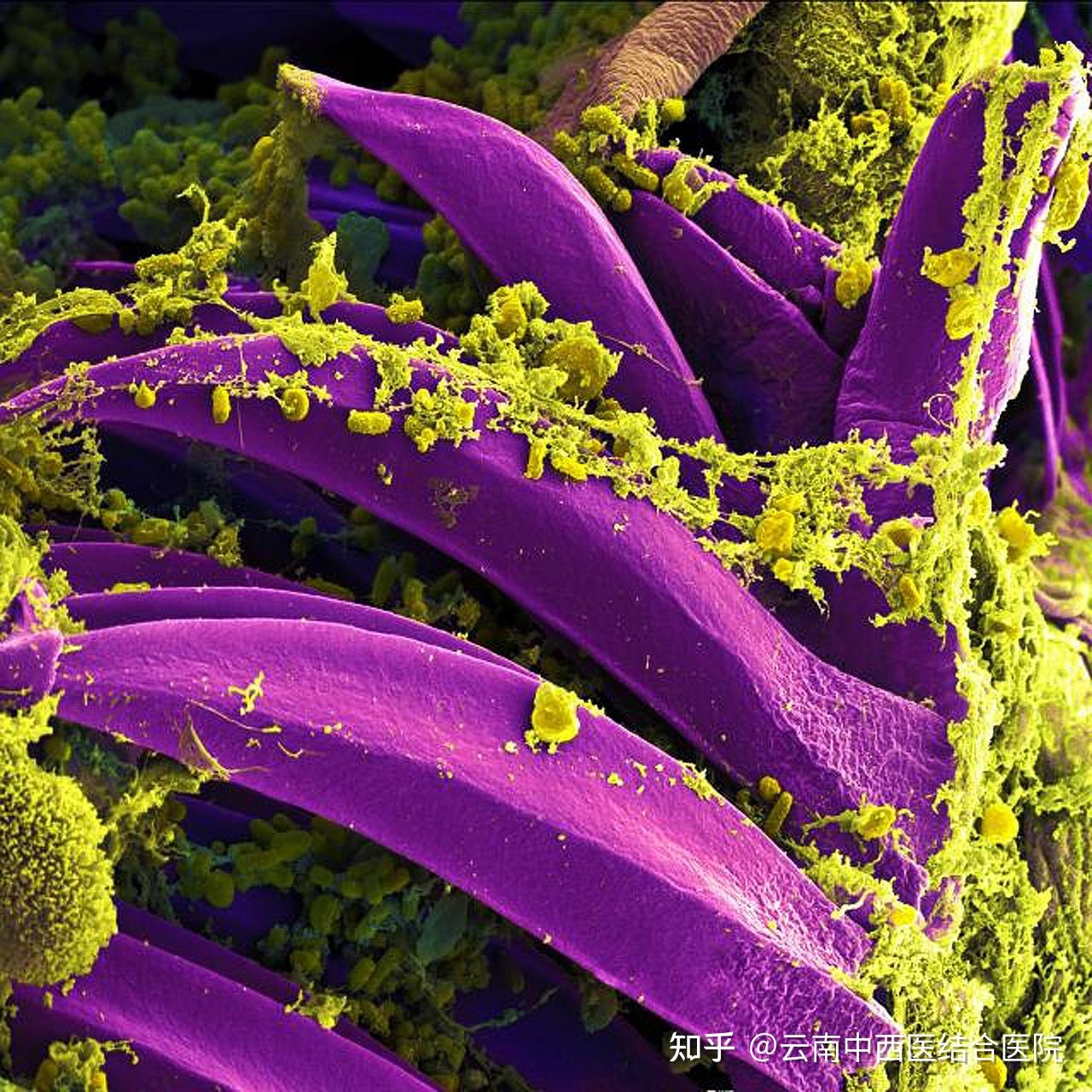 小孩测微量元素要多少钱（给孩子测微量元素需要抽血吗）-硒宝网