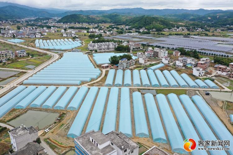 高富硒蔬菜种植技术(中国富硒蔬菜杂交)-硒宝网