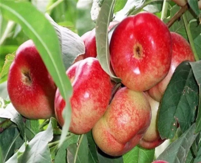 潭头村富硒蔬菜大棚(名胜富硒农庄)-硒宝网