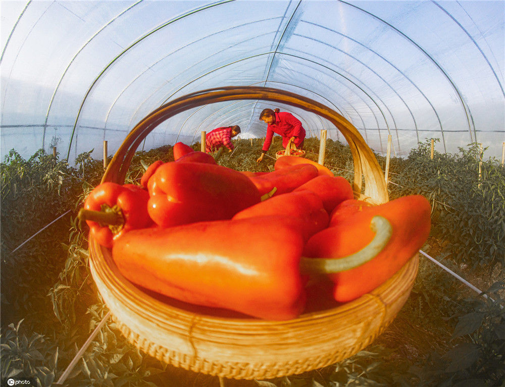 新建村富硒蔬菜基地(打造蔬菜基地)-硒宝网