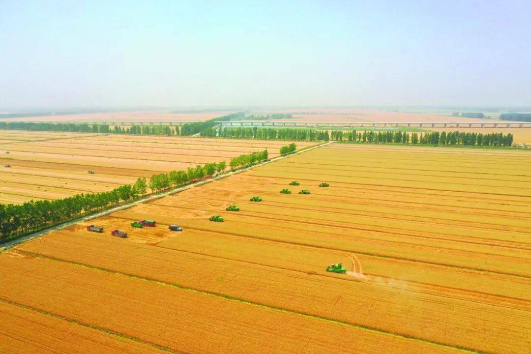 新建村富硒蔬菜基地(打造蔬菜基地)-硒宝网