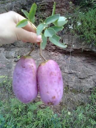 南江乡富硒蔬菜基地（名胜富硒农庄）-硒宝网