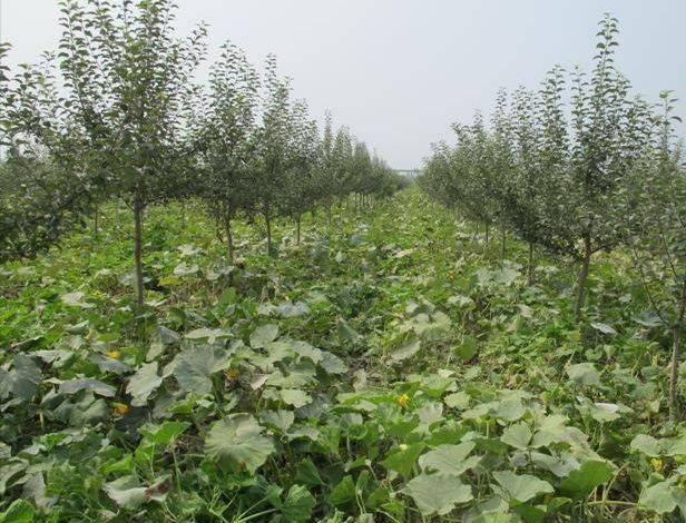 紫甘蓝是富硒蔬菜吗(蔬菜紫甘蓝富硒是什么菜)-硒宝网