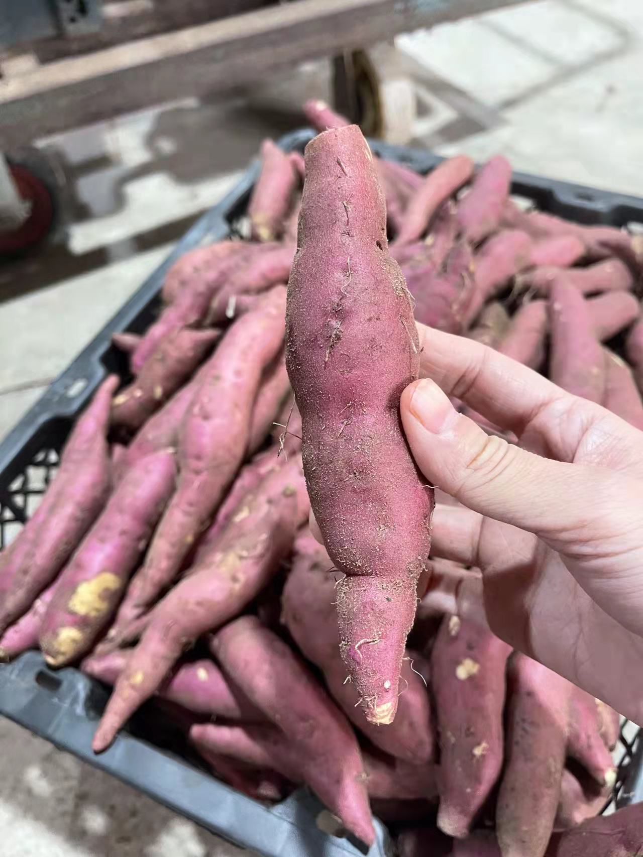 江津区十大富硒蔬菜（江津富硒食品一览表）-硒宝网