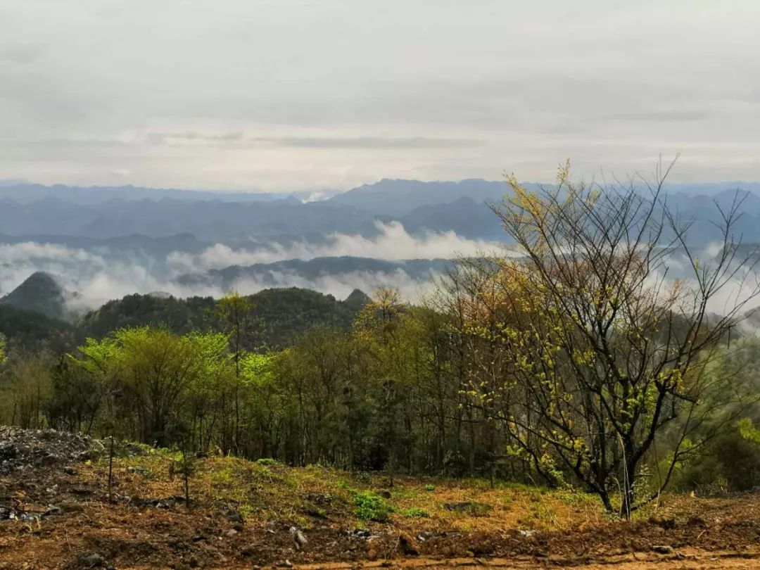 野三关高山富硒蔬菜(野三关富硒地)-硒宝网