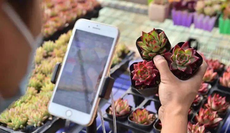 元氏县富硒蔬菜采摘(富硒蔬菜产业园)-硒宝网