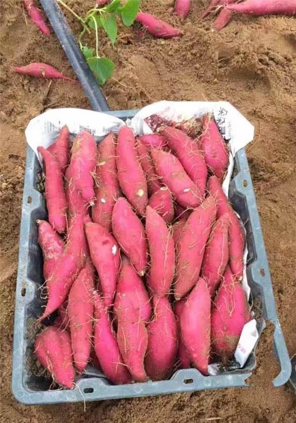 天津市绿农富硒蔬菜（天津富硒食品集团）-硒宝网