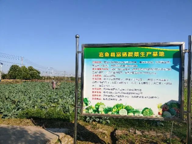嘉禾县富硒蔬菜基地（嘉禾县富硒村）-硒宝网