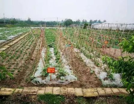 嘉禾县富硒蔬菜基地（嘉禾县富硒村）-硒宝网