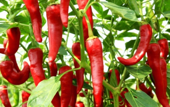 潭头村富硒蔬菜基地（富硒农?。?硒宝网