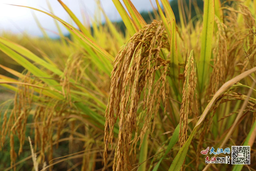 万安县富硒蔬菜种植(富硒蔬菜种植技术)-硒宝网