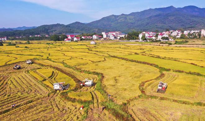 万安县富硒蔬菜种植(富硒蔬菜种植技术)-硒宝网