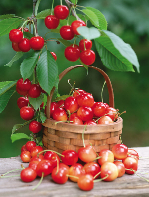 水果富硒萝卜好吃吗(富硒萝卜的好处)-硒宝网