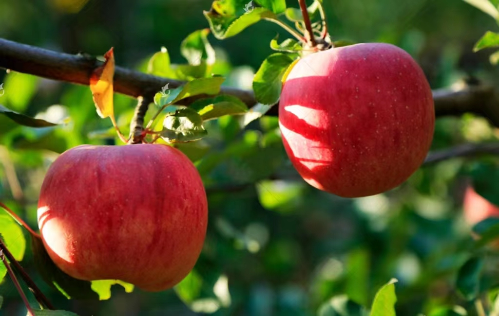 富硒水果是什么水果(富硒水果的好处)-硒宝网