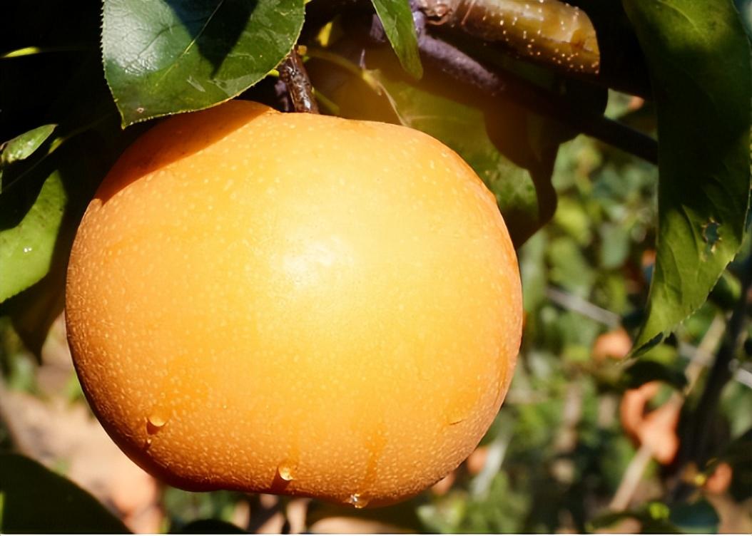 富硒水果是什么水果(富硒水果的好处)-硒宝网