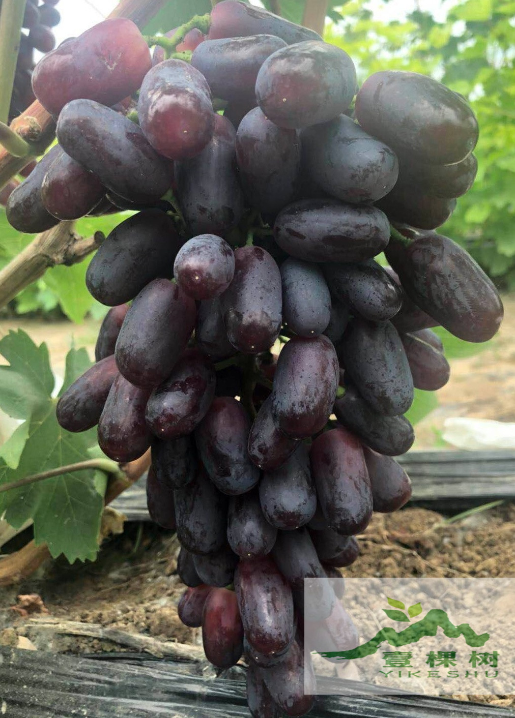 富硒含量最高的水果(富硒高的水果)-硒宝网