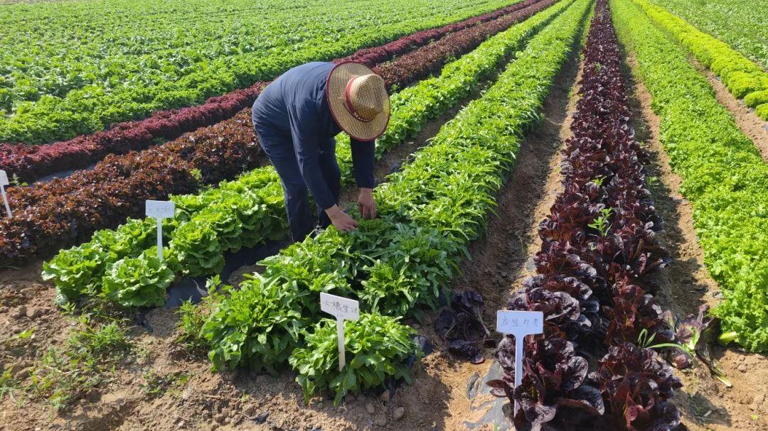 富硒水果酵素有哪些（酵素硒对作物的作用）-硒宝网
