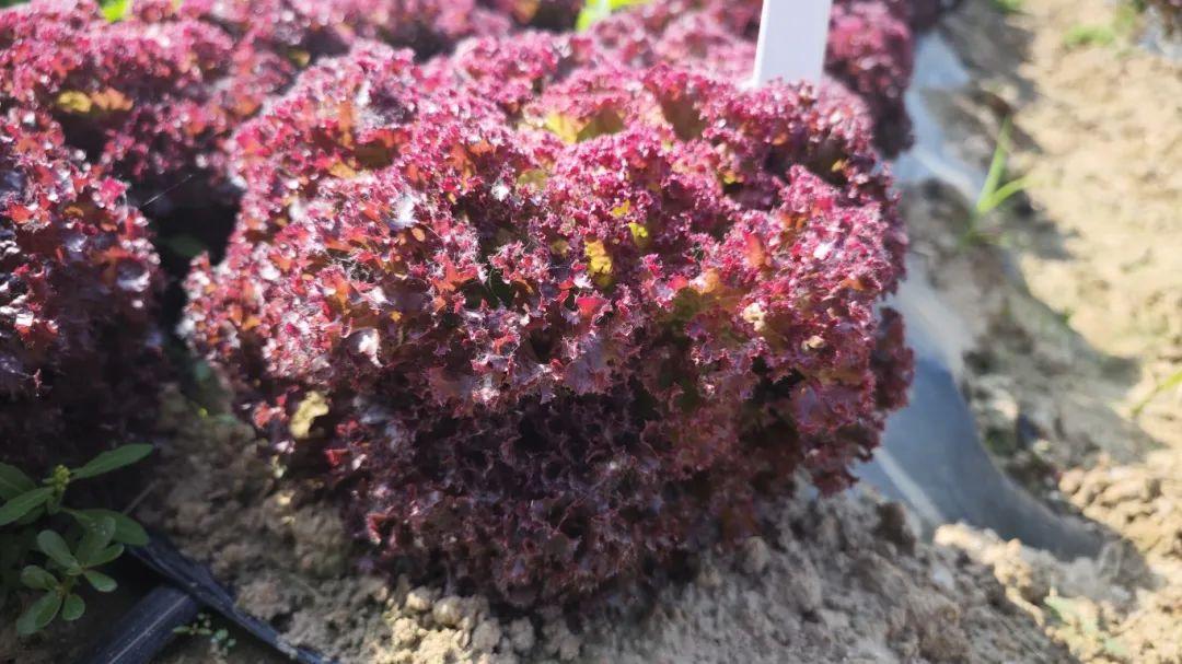 富硒水果酵素有哪些（酵素硒对作物的作用）-硒宝网