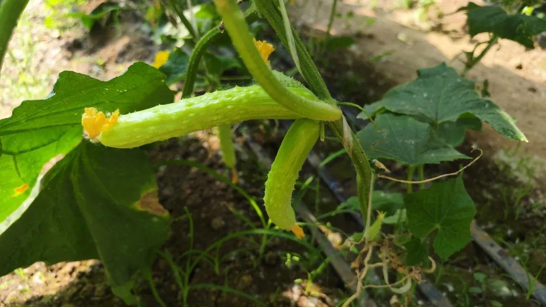 富硒水果酵素有哪些（酵素硒对作物的作用）-硒宝网