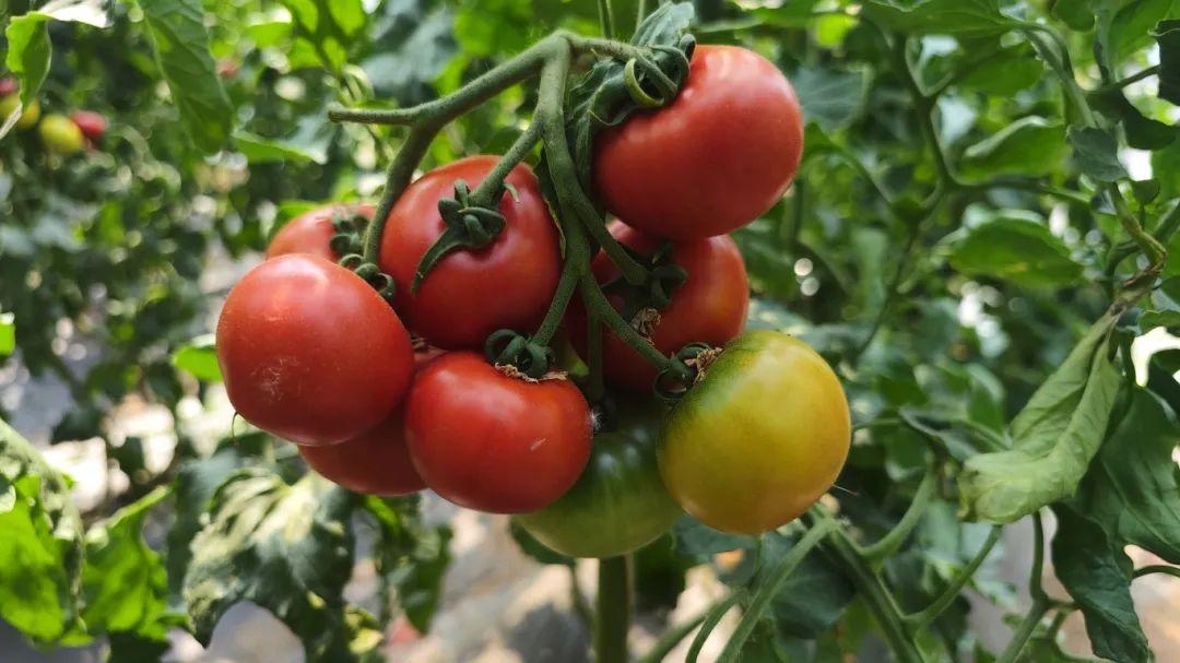 富硒水果酵素有哪些（酵素硒对作物的作用）-硒宝网