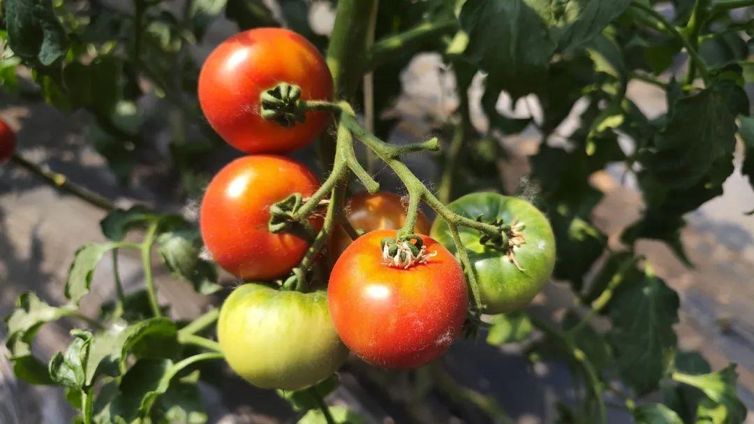 富硒水果酵素有哪些（酵素硒对作物的作用）-硒宝网