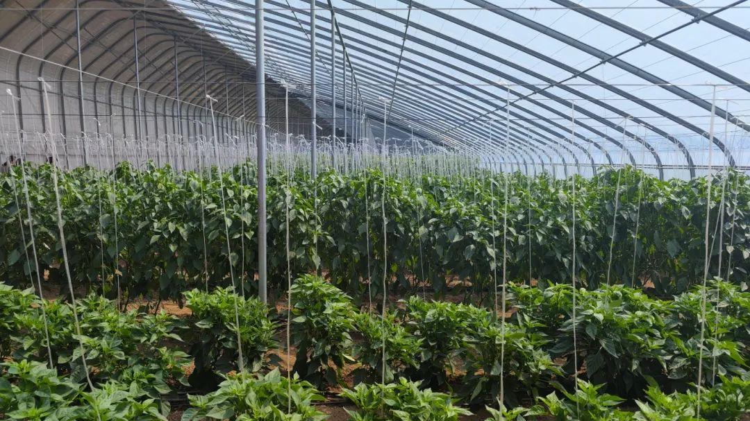 富硒水果酵素有哪些（酵素硒对作物的作用）-硒宝网