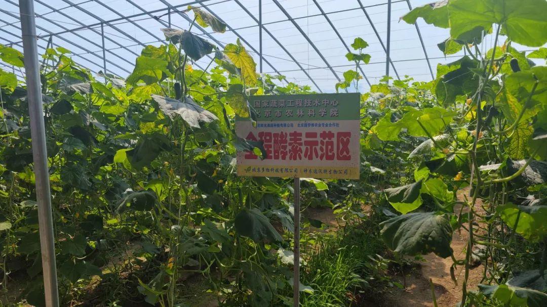 富硒水果酵素有哪些（酵素硒对作物的作用）-硒宝网