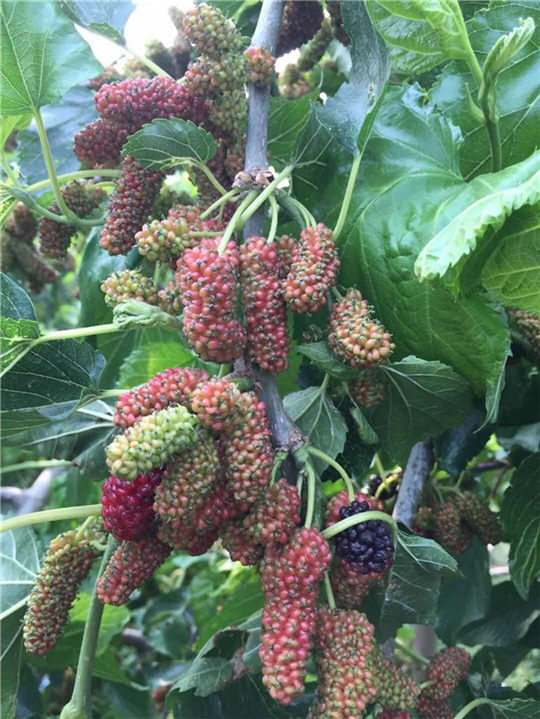 沂源富硒水果哪家好（富硒水果功能及作用）-硒宝网