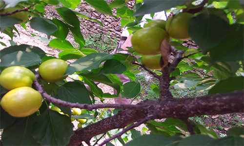 沂源富硒水果哪家好（富硒水果功能及作用）-硒宝网