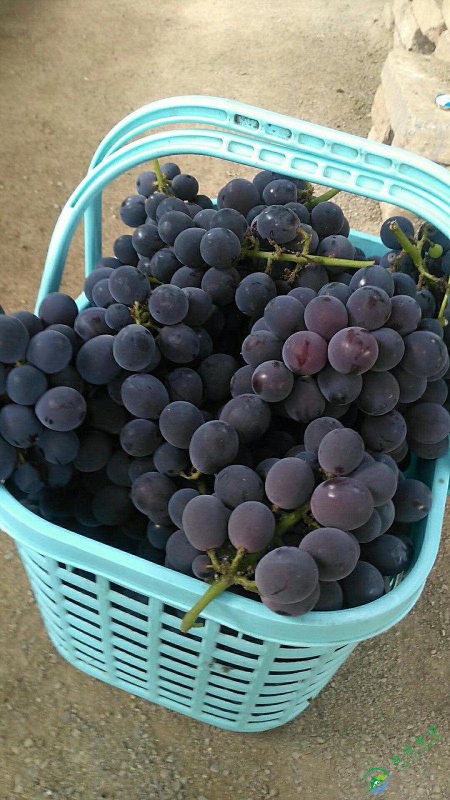 什么水果含富硒最多（含富硒的水果）-硒宝网