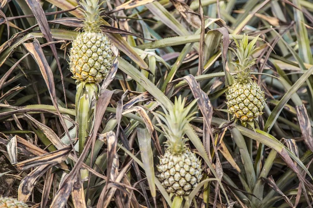 富硒水果可以放多久（富硒可以用吗）-硒宝网