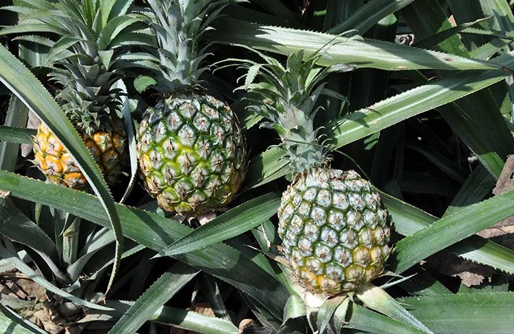 富硒水果可以放多久（富硒可以用吗）-硒宝网