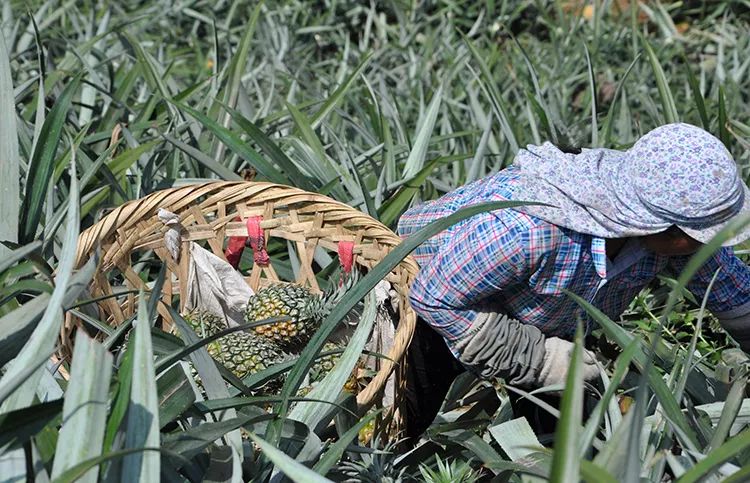 富硒水果可以放多久（富硒可以用吗）-硒宝网