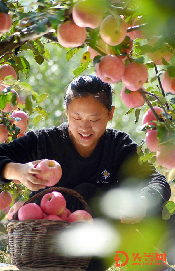 沂源富硒水果树价格(沂源富硒苹果价格)-硒宝网
