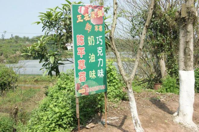 桓台富硒水果采摘园（桓台采摘园哪个环境好）-硒宝网