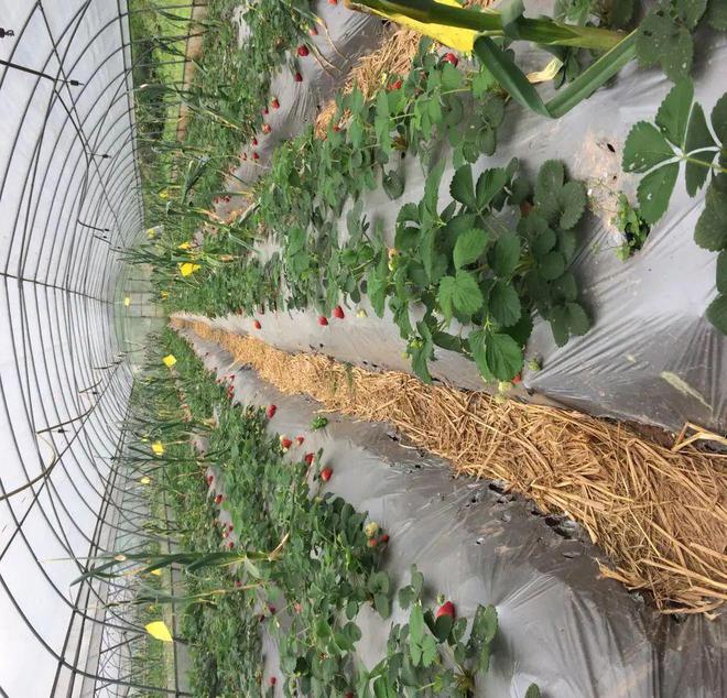 桓台富硒水果采摘园（桓台采摘园哪个环境好）-硒宝网