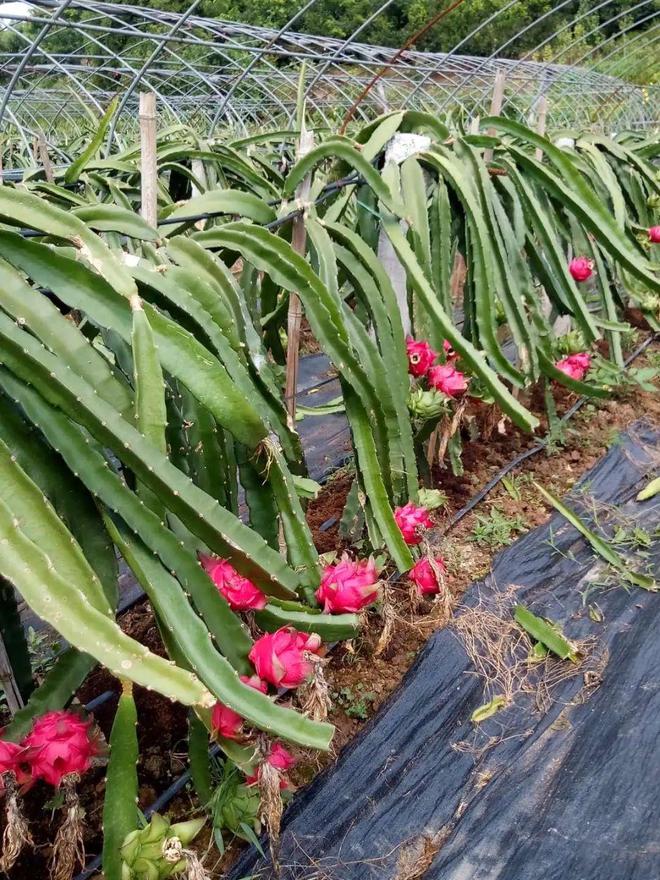 桓台富硒水果采摘园（桓台采摘园哪个环境好）-硒宝网