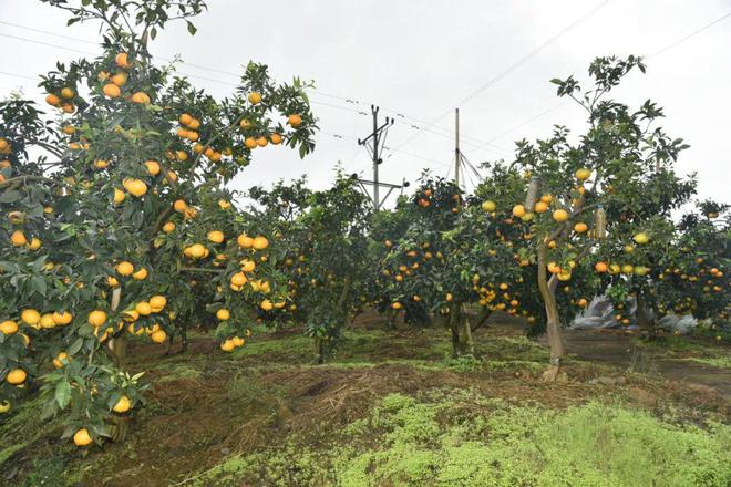 桓台富硒水果采摘园（桓台采摘园哪个环境好）-硒宝网